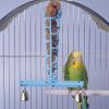 Happy Pet Kuşlar İçin Tünekli Darı Askısı 14 cm | 48,00 TL