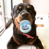 Kong Puppy Yavru Köpek Diş Kaşıma Oyuncağı Emzik Medium 13,5 cm | 864,14 TL