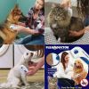 Flea Doctor Köpek Ve Kedi İçin Pilli Pire Tarağı | 164,81 TL