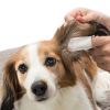 Trixie Kulak Temizleme Mendili Evcil Hayvanlar İçin 50 Adet | 516,10 TL
