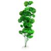 Akvaryum Bitkisi Yuvarlak Yeşil Yapraklı 37 cm | 50,16 TL
