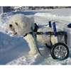 Wheelchair Yürümeye Yardmc Köpek Arabas Small | 1.597,99 TL